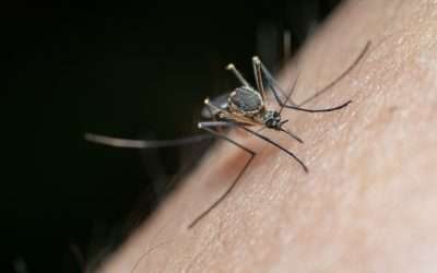 Cobb & Douglas Public Health Encourages Residents to Protect Themselves Against Mosquitoes