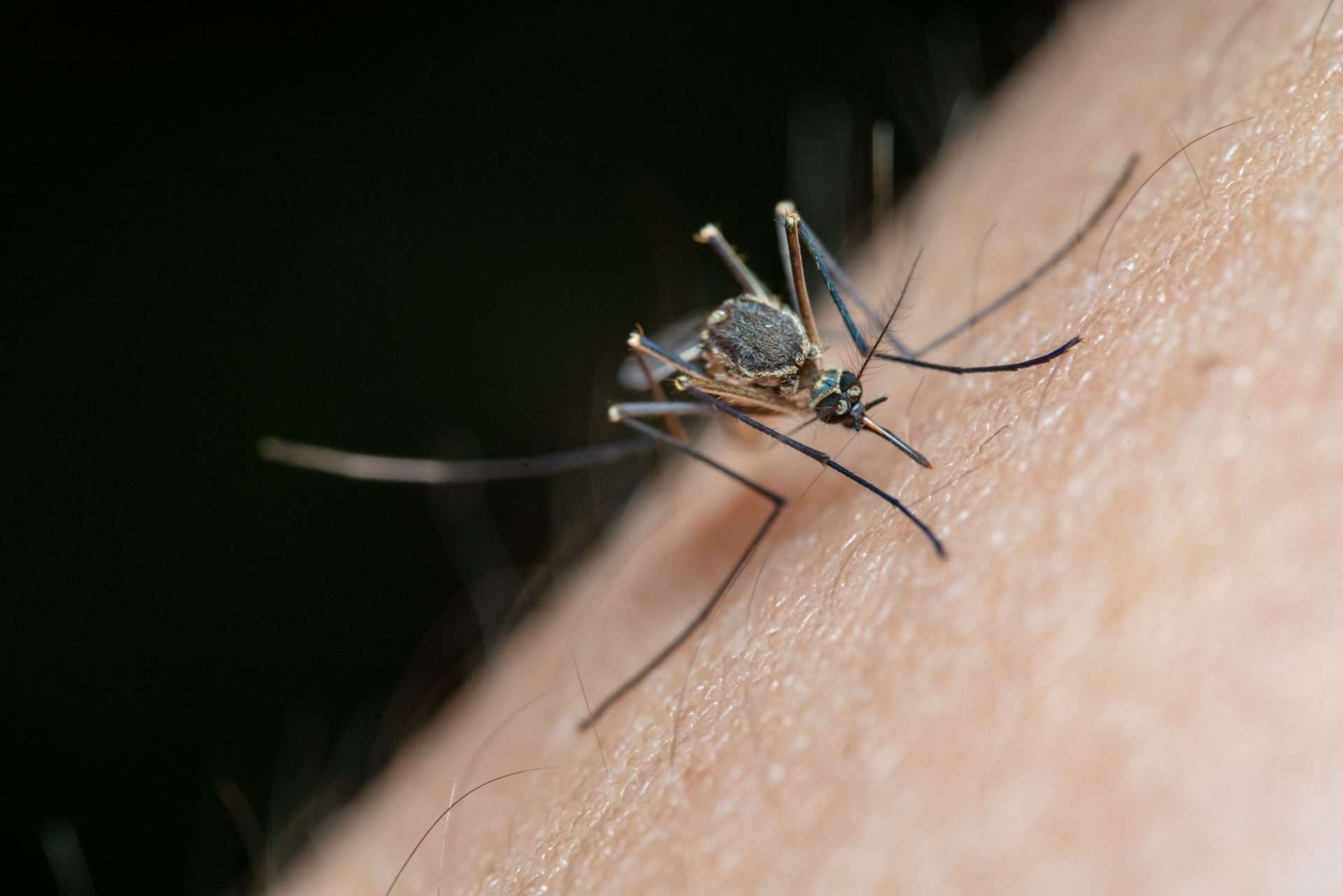 Cobb & Douglas Public Health: A close-up image of a mosquito perched on human skin, preparing to bite. The background is dark, highlighting the insects legs, wings, and body in sharp detail.